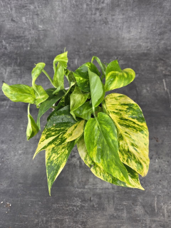 Epipremnum HIcolor