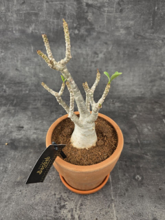 Adenium Ansu v terakotě XXL