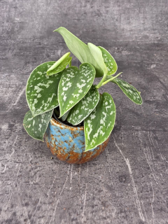 Scindapsus Pictus 'Argyraeus' mini