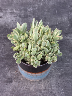Crassula Swaziensis variegata 12 cm