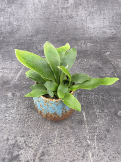 Platycerium Bifurcatum mini
