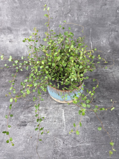 Muehlenbeckia complexa 12 cm