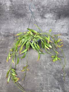Rhipsalis Red Coral závěs 