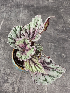 Begonia Spirit of Bali mini