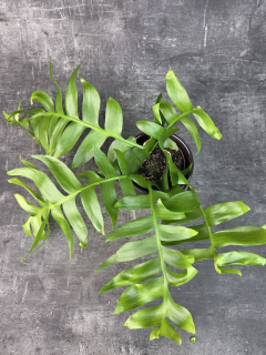 Epiphyllum Chrysocardium 12 cm