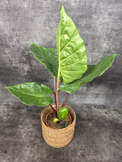 Alocasia Imperial Red 17 cm