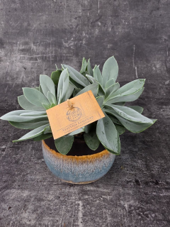 Senecio Mountain