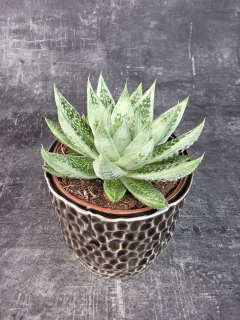 Gasteraloe Snow Rock 12 cm