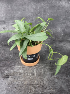 Epipremnum Cebu Blue 12 cm