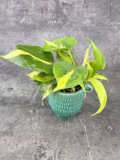 Philodendron Scandens Brasil 8 cm