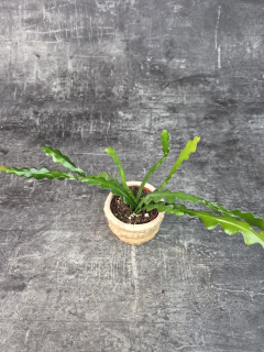 Epiphyllum Anguliger mini