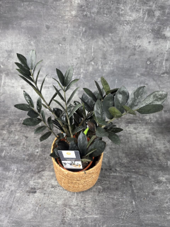 Zamioculcas Raven 14 cm