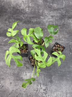 Pěstírna KYTKYshop Rhapidophora Tetrasperma L