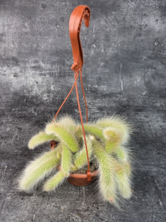 Cactus Hildewintera Colademonis závěs