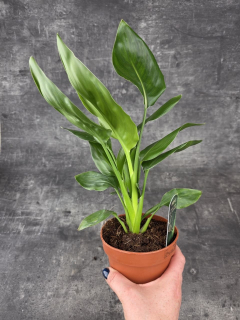 Strelitzia Reginae 