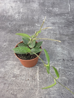 Hoya Chouke 9 cm