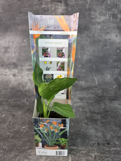 Strelitzia Reginae 9 cm