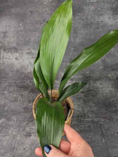Aspidistra Elatior 13 cm