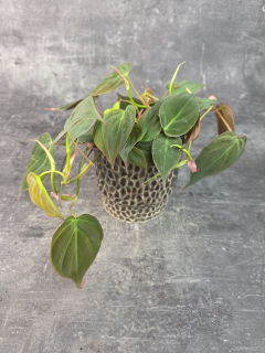 Philodendron Scandens Micans 12 cm