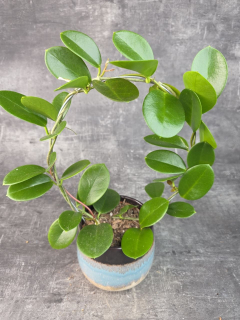 Hoya Australis zelená na kruhu 12 cm