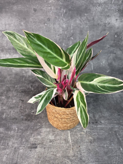 Calathea Triostar 14 cm