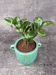 Zamioculcas Zamiifolia Zenzi 9 cm