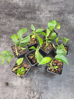 Pěstírna KYTKYshop Rhapidophora Tetrasperma mini