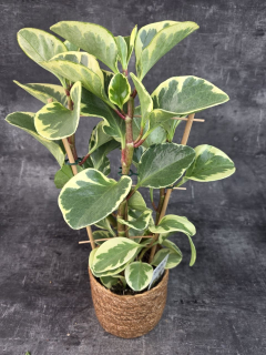 Peperomia Obtusifolia 14 cm