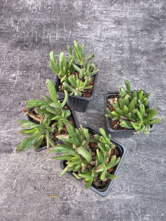 Pěstírna KYTKYshop Crassula Hobit