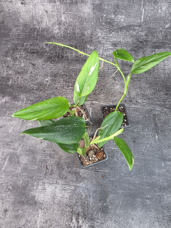 Pěstírna KYTKYshop Philodendron Cobra