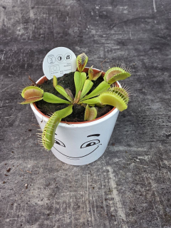 Masožravka Dionaea Muscipula 8,5 cm