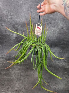 Aporocactus Melanie závěs 14 cm
