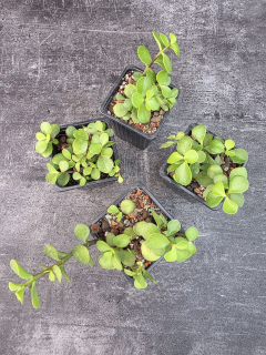 Pěstírna KYTKYshop Crassula Ovata