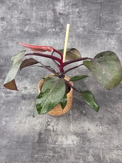 Philodendron New Red