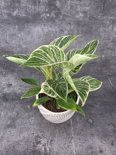 Philodendron White Wave