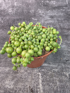 Senecio Rowleyanus 11 cm