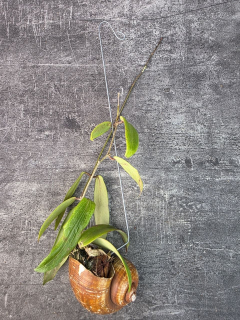 Hoya ve šnečí ulitě kentiana 6