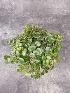 Sedum Makinoi Kosmosje Tornado 10 cm