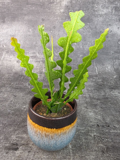 Epiphyllum Anguliger 10,5 cm