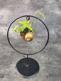 Hoya ve šnečí ulitě a černém kulatém stojanu Hoya verticillata (1)