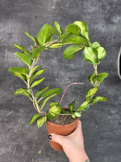 Hoya Australis tricolor na kruhu 12 cm