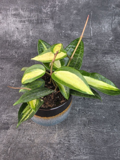Hoya EasyCare Pot of Gold 11 cm