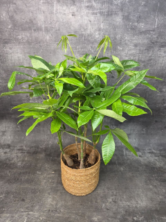Pachira Aquatica, strom štěstí 19 cm