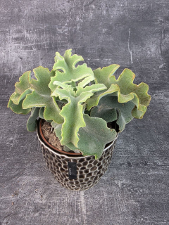 Kalanchoe Maltese 12 cm
