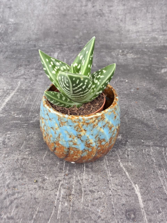 Aloe Variegatta mini