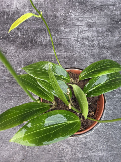 Hoya Soligamiana 12 cm