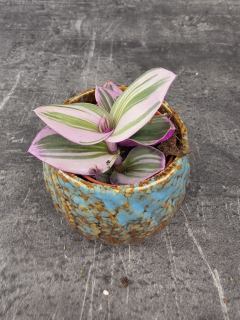 Tradescantia Albiflora Nanouk mini