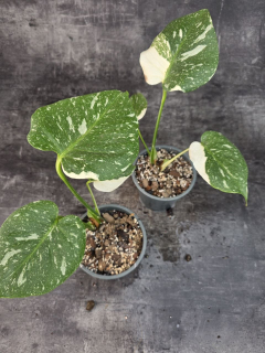 Pěstírna KYTKYshop Monstera Thai